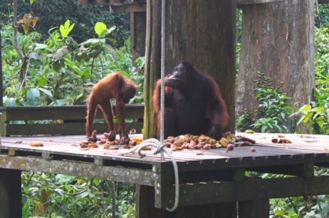 Orangutan 3a
